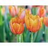 Love Tulips 35x27 cm - DIAMOND DOTZ